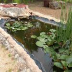 Laghetto con fiori di lotto ninfee e pesci in giardino