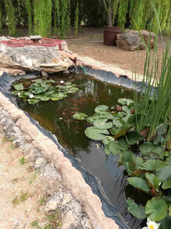 Laghetto con fiori di lotto ninfee e pesci in giardino